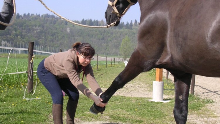 cavallo-riabilitazione-osteopatia