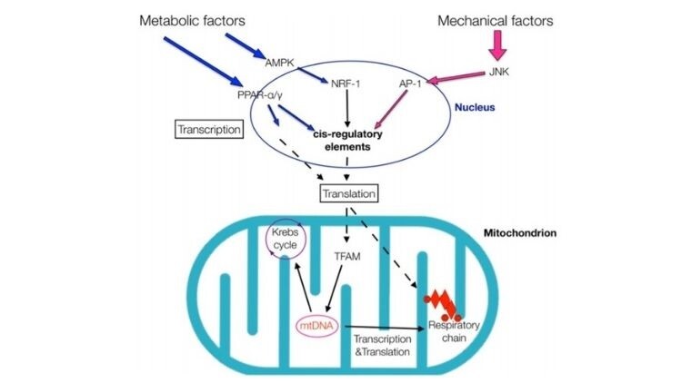 Sport Performance and Manual Therapies: A Review on the Effects on Mitochondrial, Sarcoplasmatic and Ca2+ Flux Response